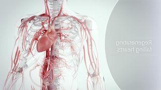 HVP Cardiac Regeneration video